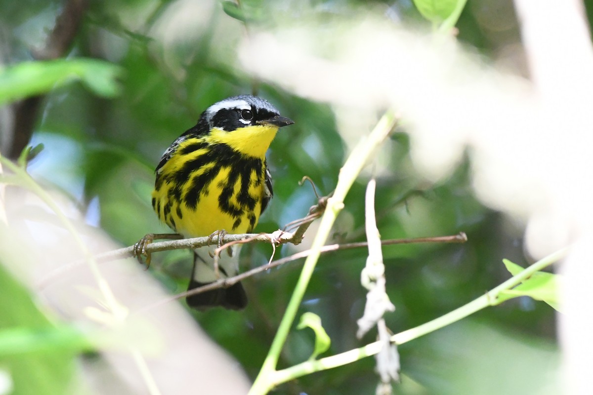 Magnolia Warbler - ML618487668