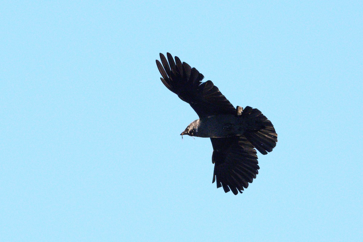 Eurasian Jackdaw - Tomáš Grim