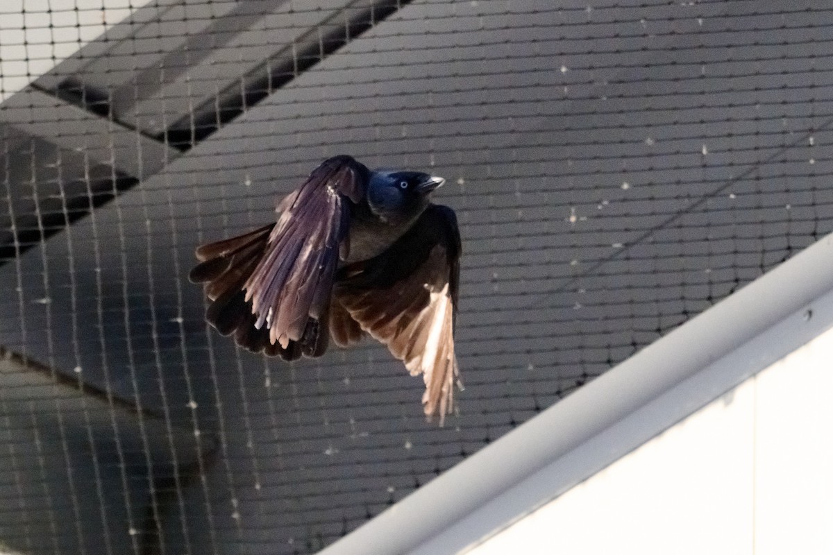 Eurasian Jackdaw - Tomáš Grim