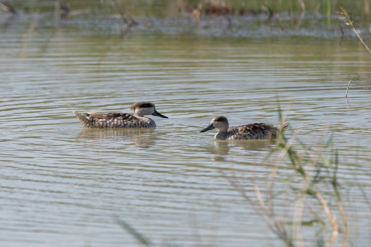 Marbled Duck - ML618487681