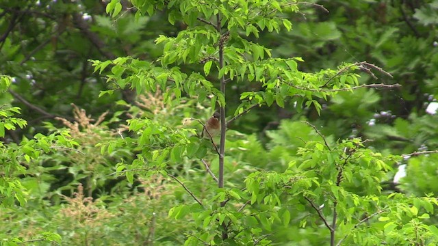 Eastern Subalpine Warbler - ML618487688