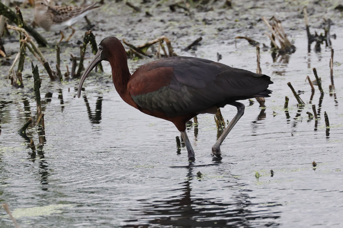 Glossy Ibis - ML618487697