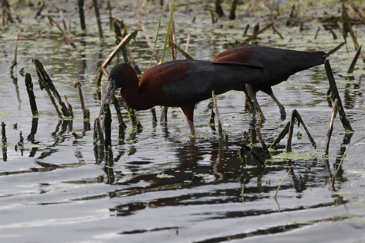 Glossy Ibis - ML618487700