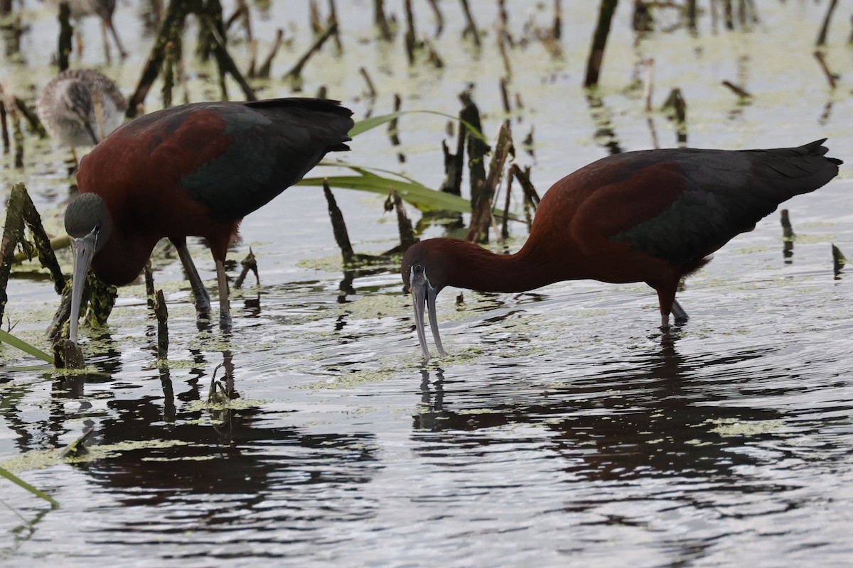 Glossy Ibis - ML618487701