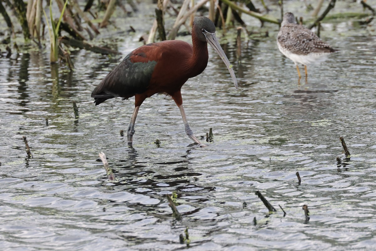 Glossy Ibis - Carol Weston