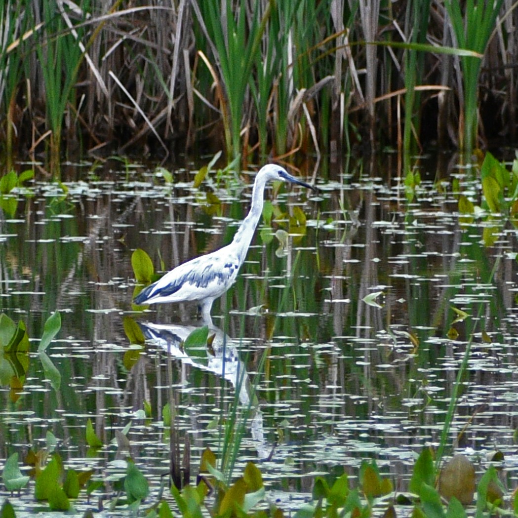 Little Blue Heron - Kevinn Fung