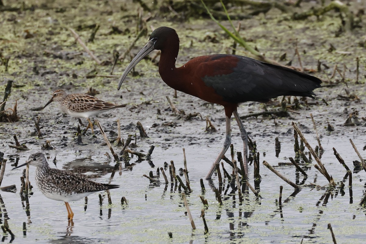 Glossy Ibis - ML618487704