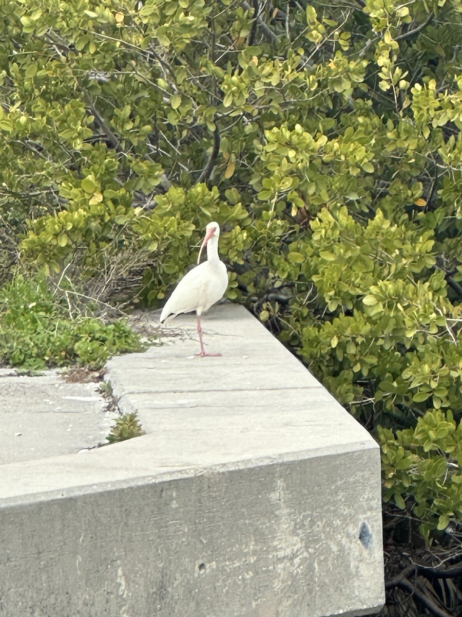 White Ibis - ML618487711