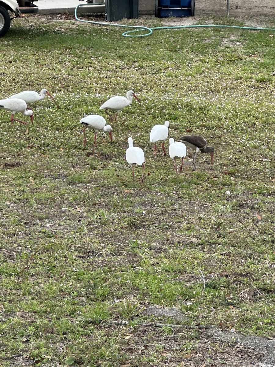 ibis bílý - ML618487716