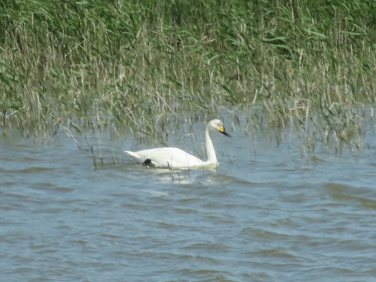 Cisne Chico - ML618487721