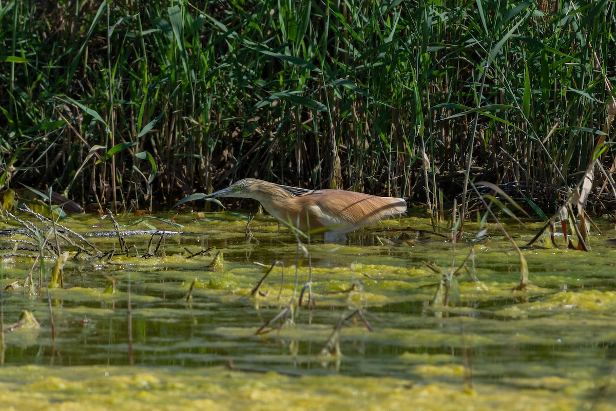 Squacco Heron - Sara Molina