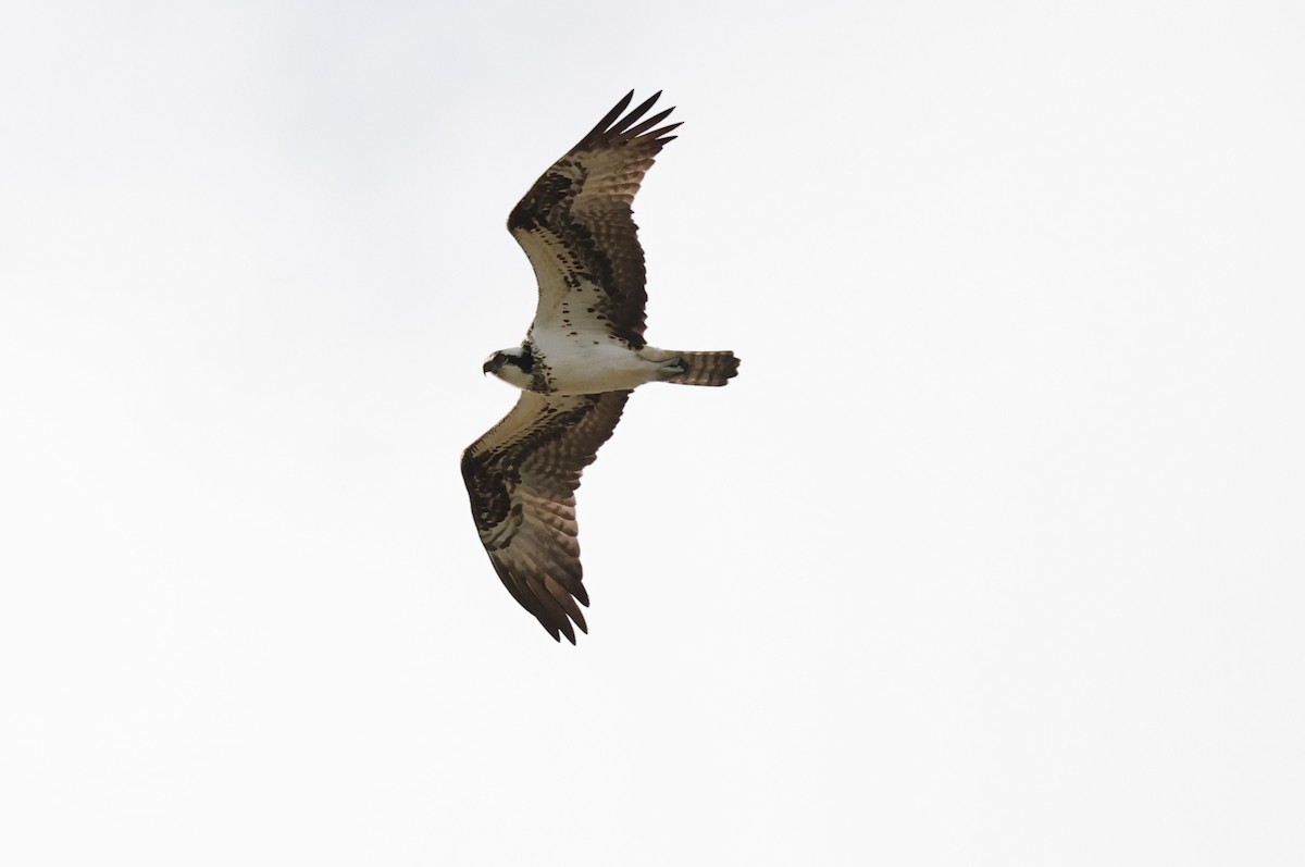 Balbuzard pêcheur - ML618487729