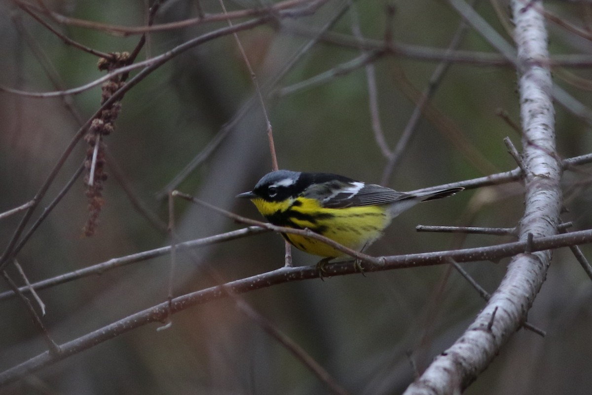 Magnolia Warbler - Lily Morello