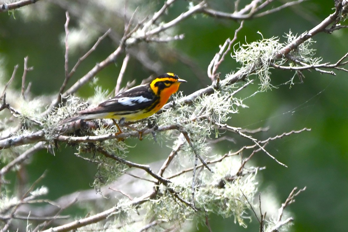 Blackburnian Warbler - ML618487755