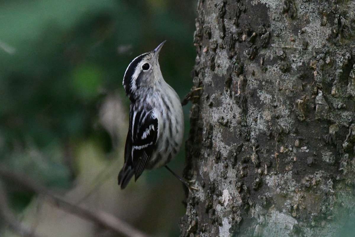 Black-and-white Warbler - ML618487764