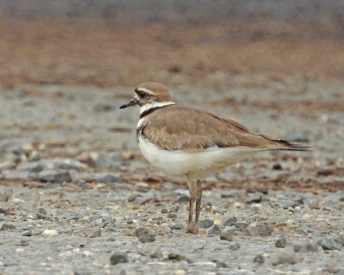 Killdeer - ML618487791