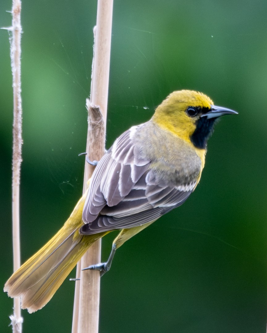 Orchard Oriole - ML618487798