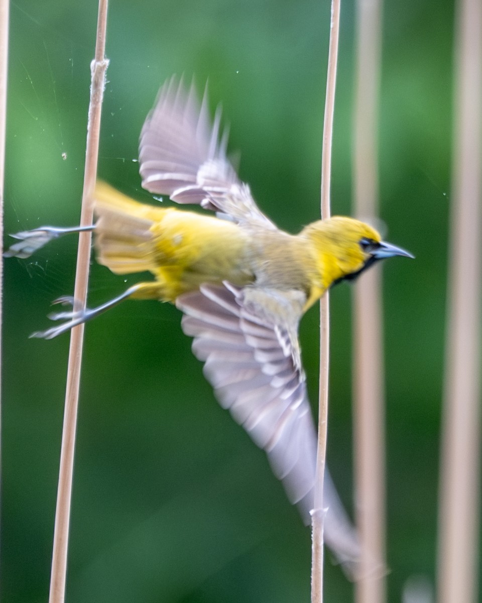 Orchard Oriole - ML618487803