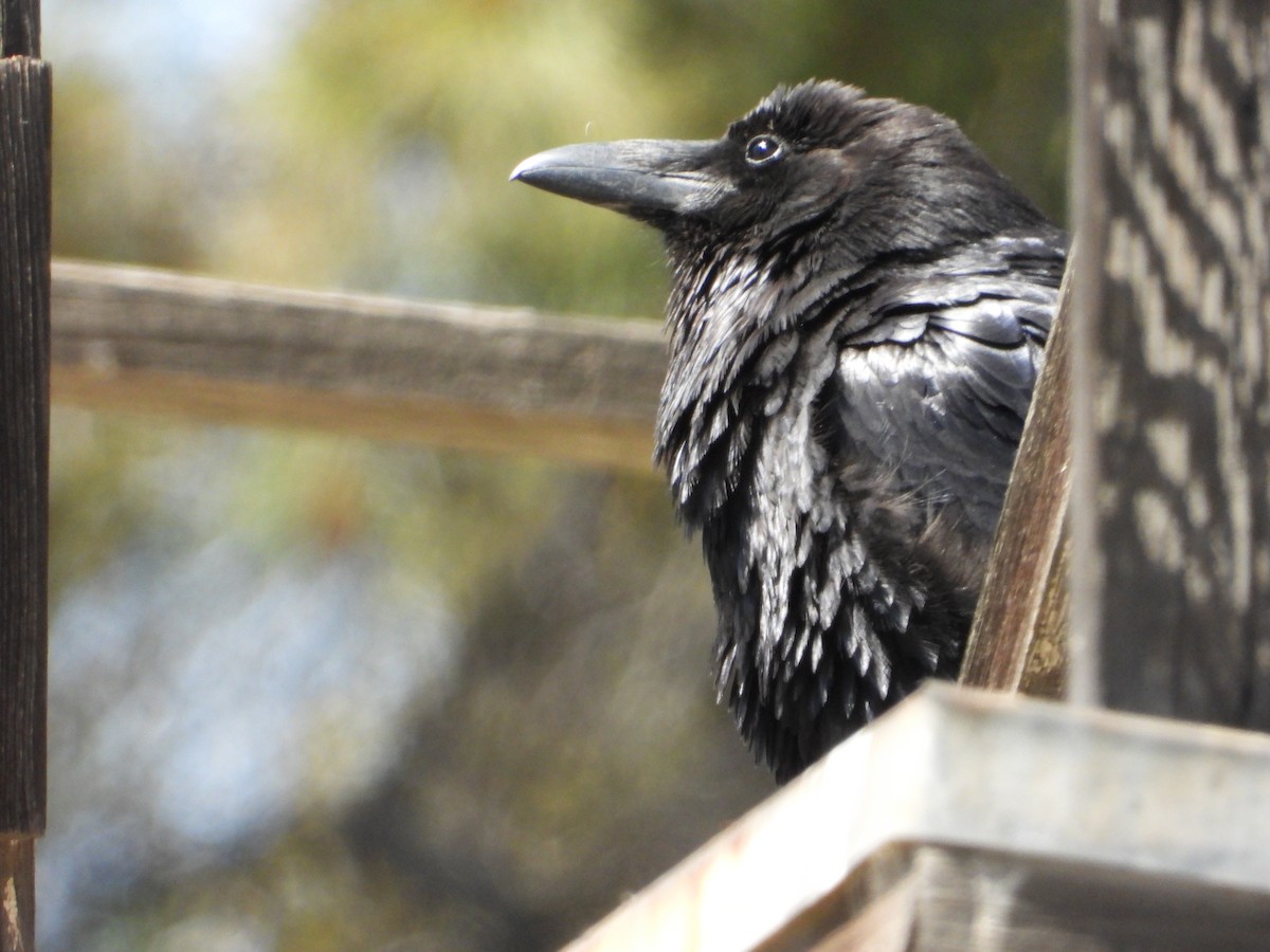 Common Raven - Bill Holland