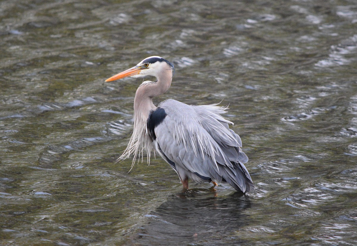 Great Blue Heron - Marc-André Villard