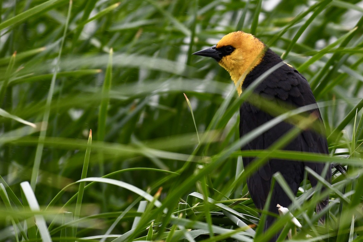 Yellow-headed Blackbird - ML618487818