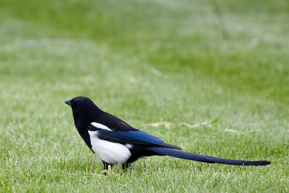 Black-billed Magpie - ML618487831