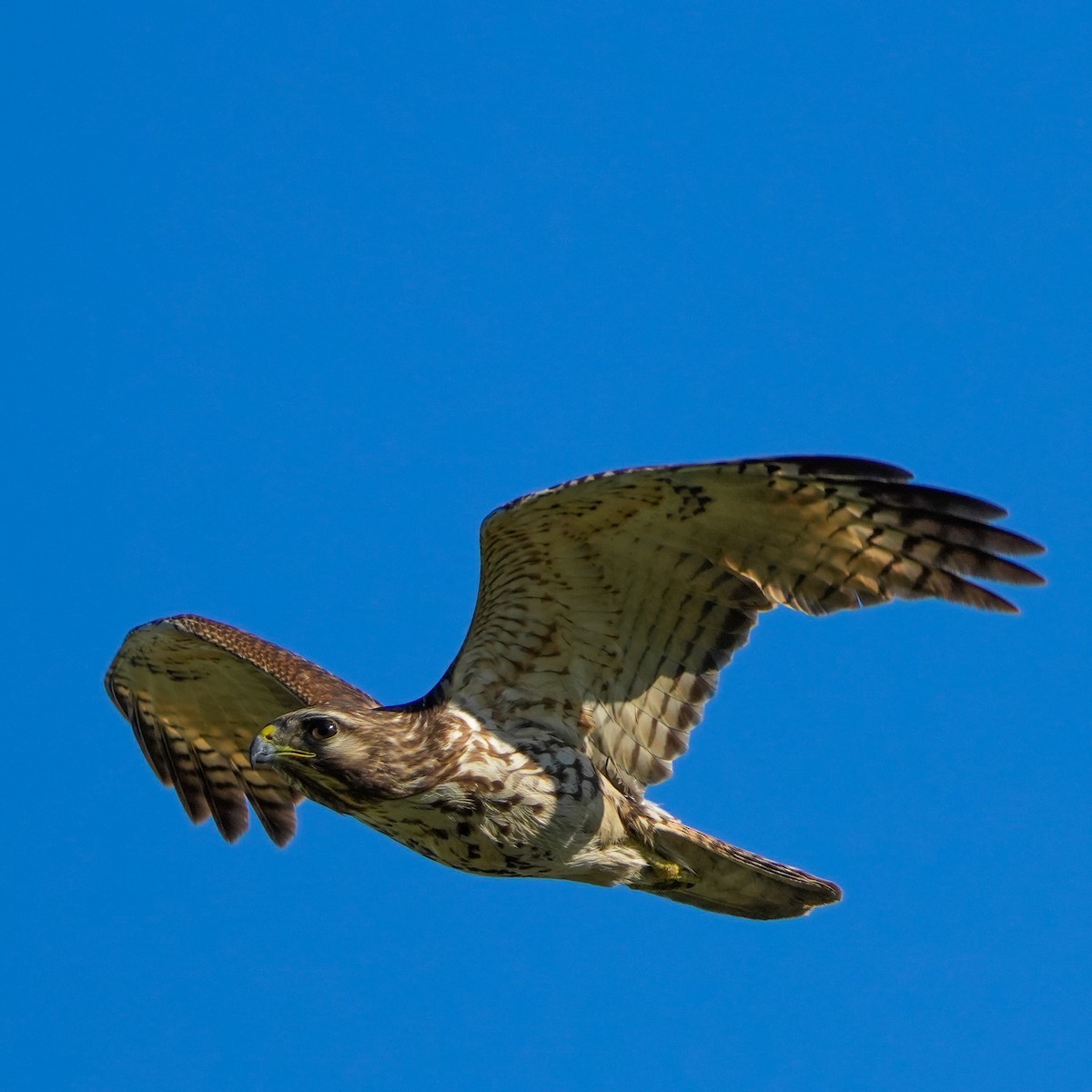 Red-shouldered Hawk - ML618487834