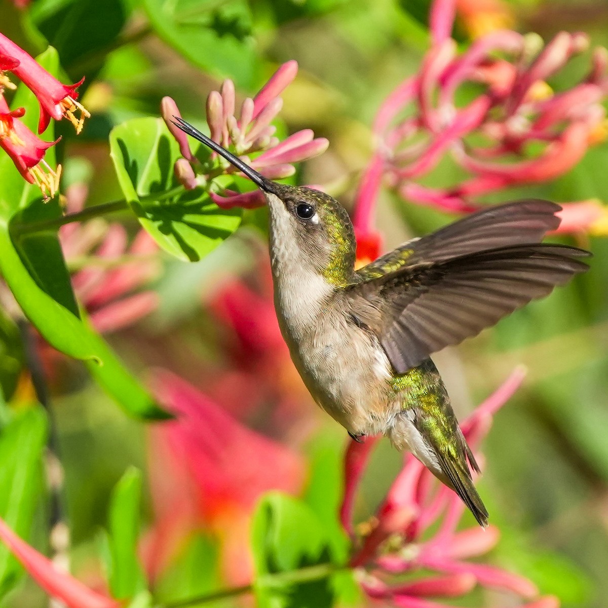 Ruby-throated Hummingbird - TJ Byrd