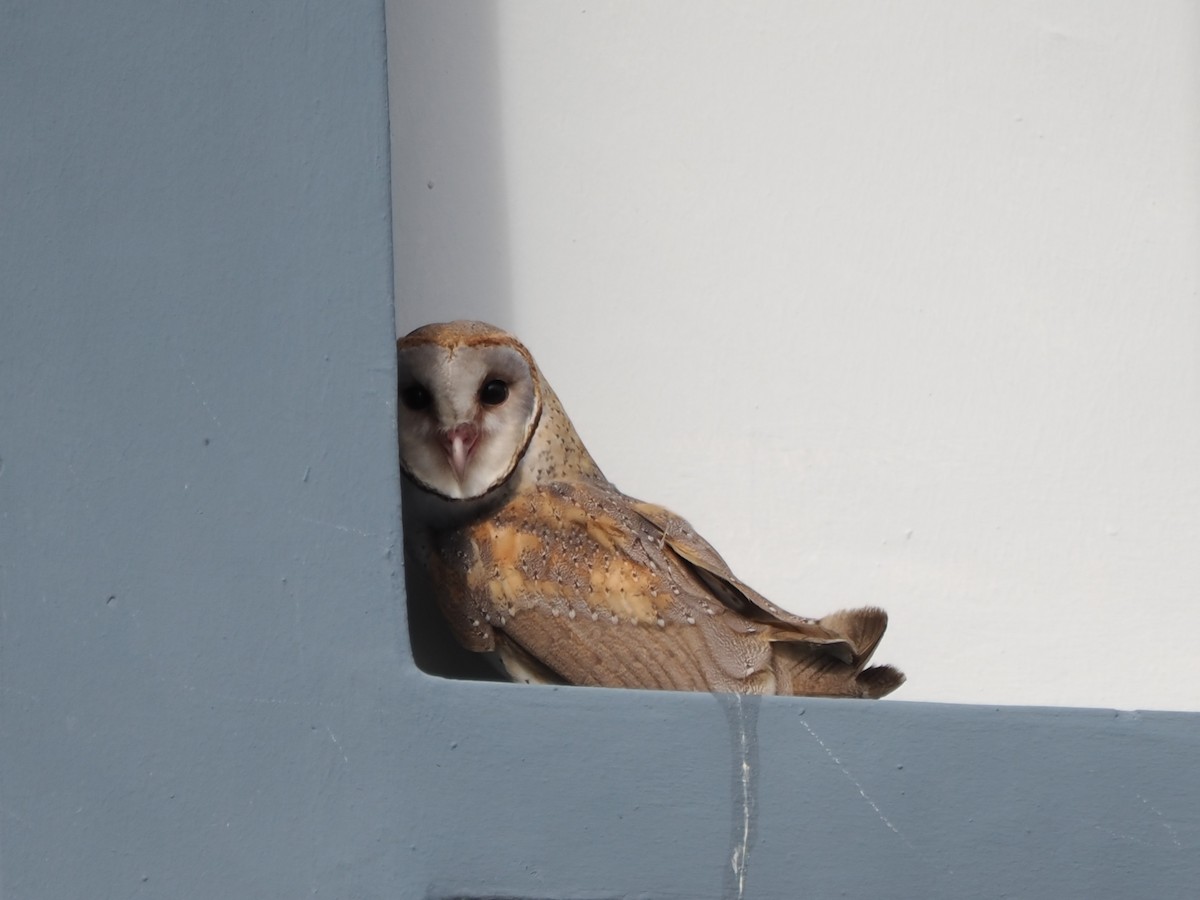 Barn Owl - ML618487854