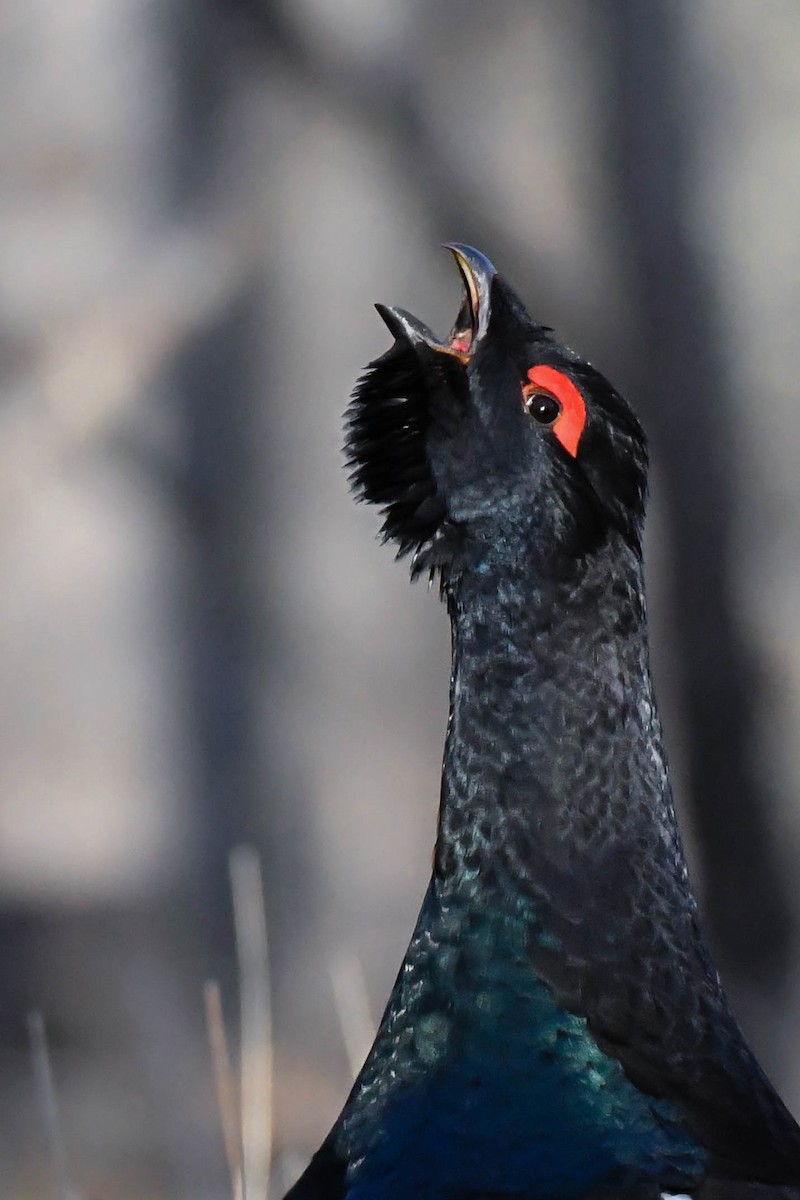 Black-billed Capercaillie - Tuvshintugs Sukhbaatar