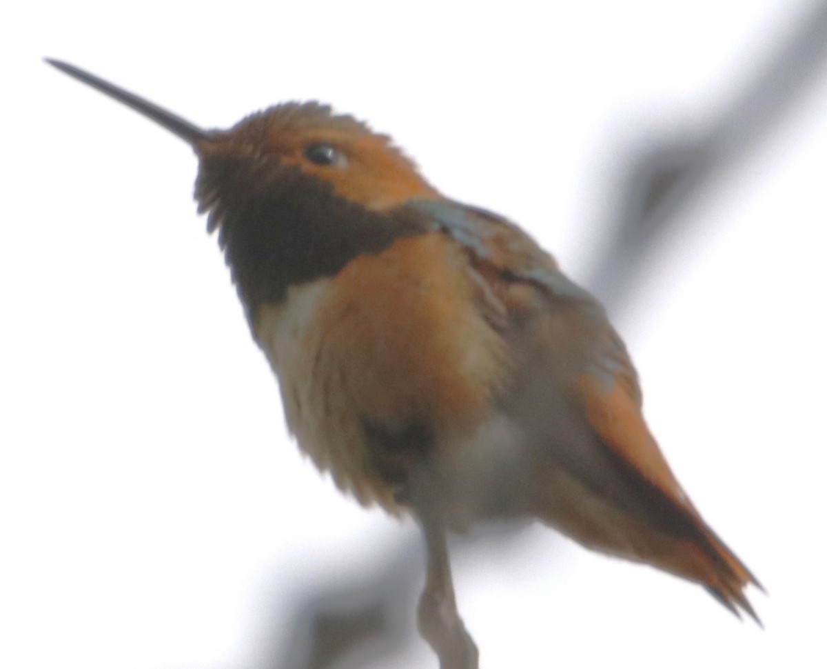 Allen's Hummingbird - Barry Spolter