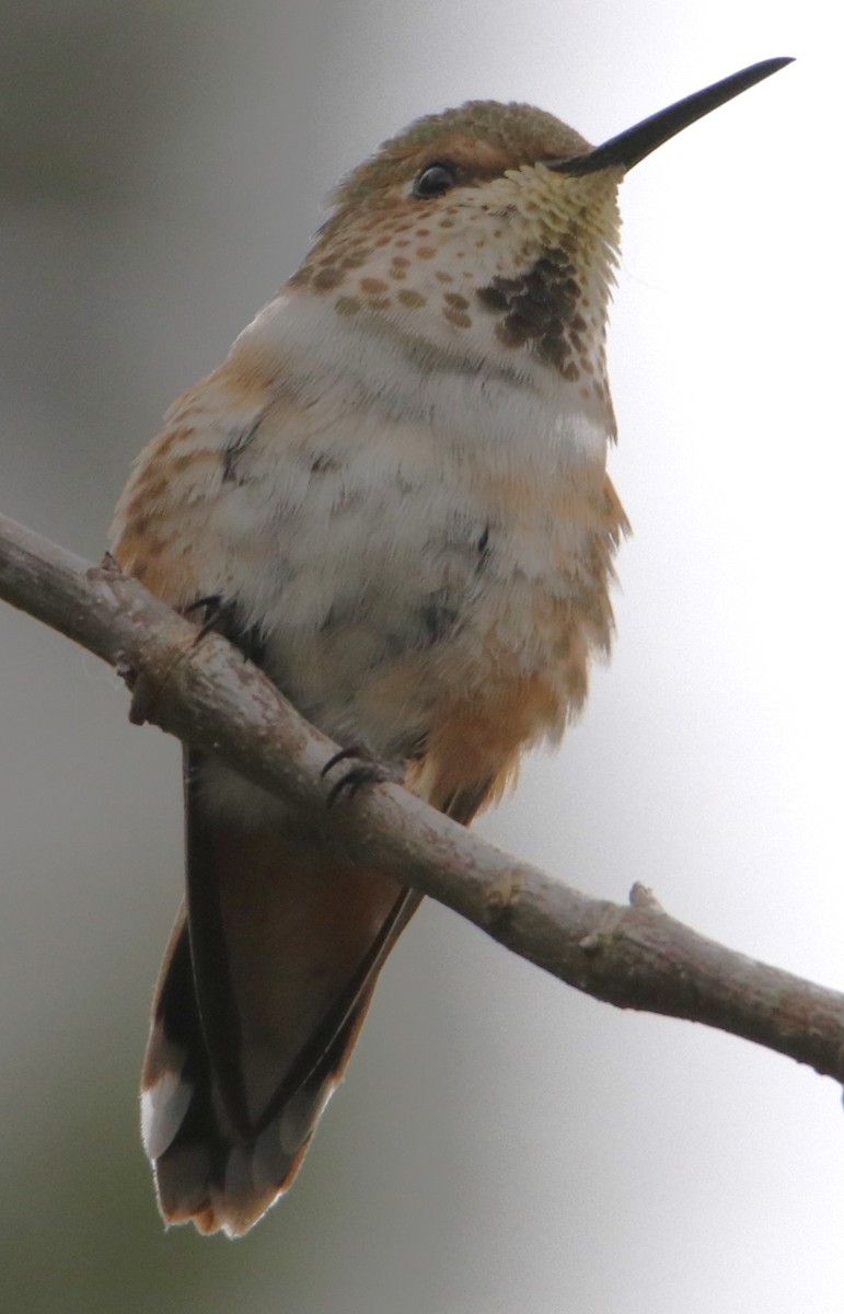 Allen's Hummingbird - Barry Spolter