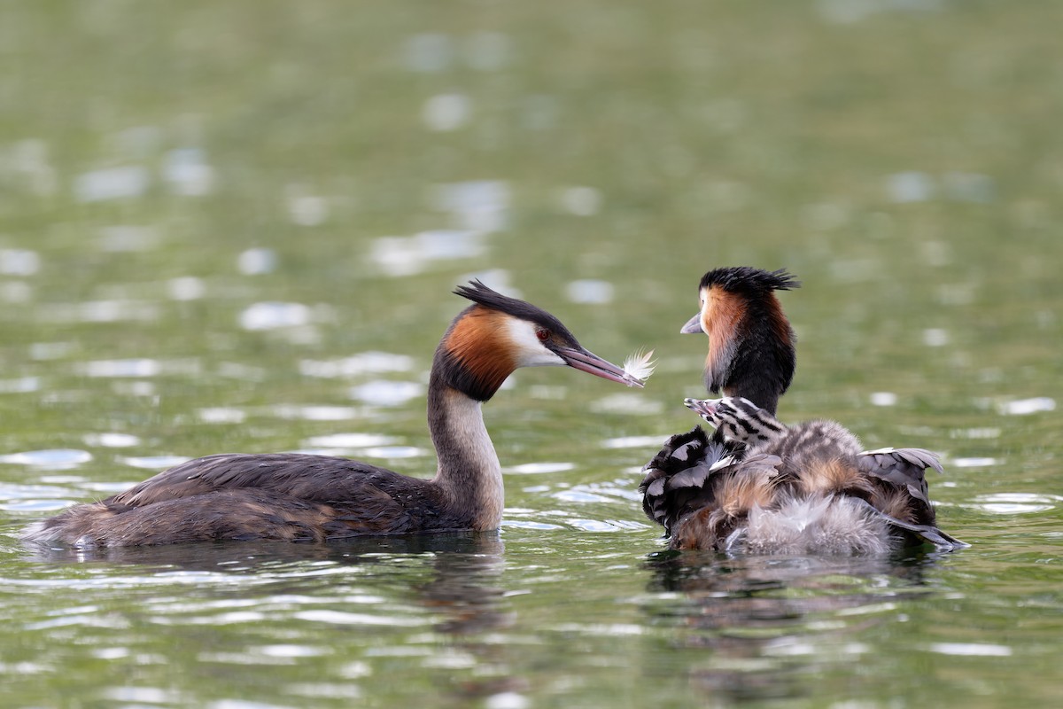 Great Crested Grebe - Andreas Stadler