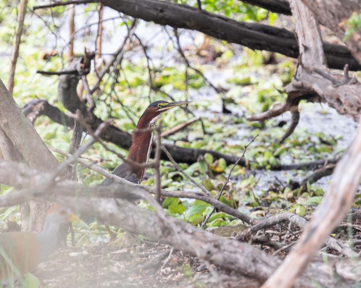 Green Heron - Per Smith