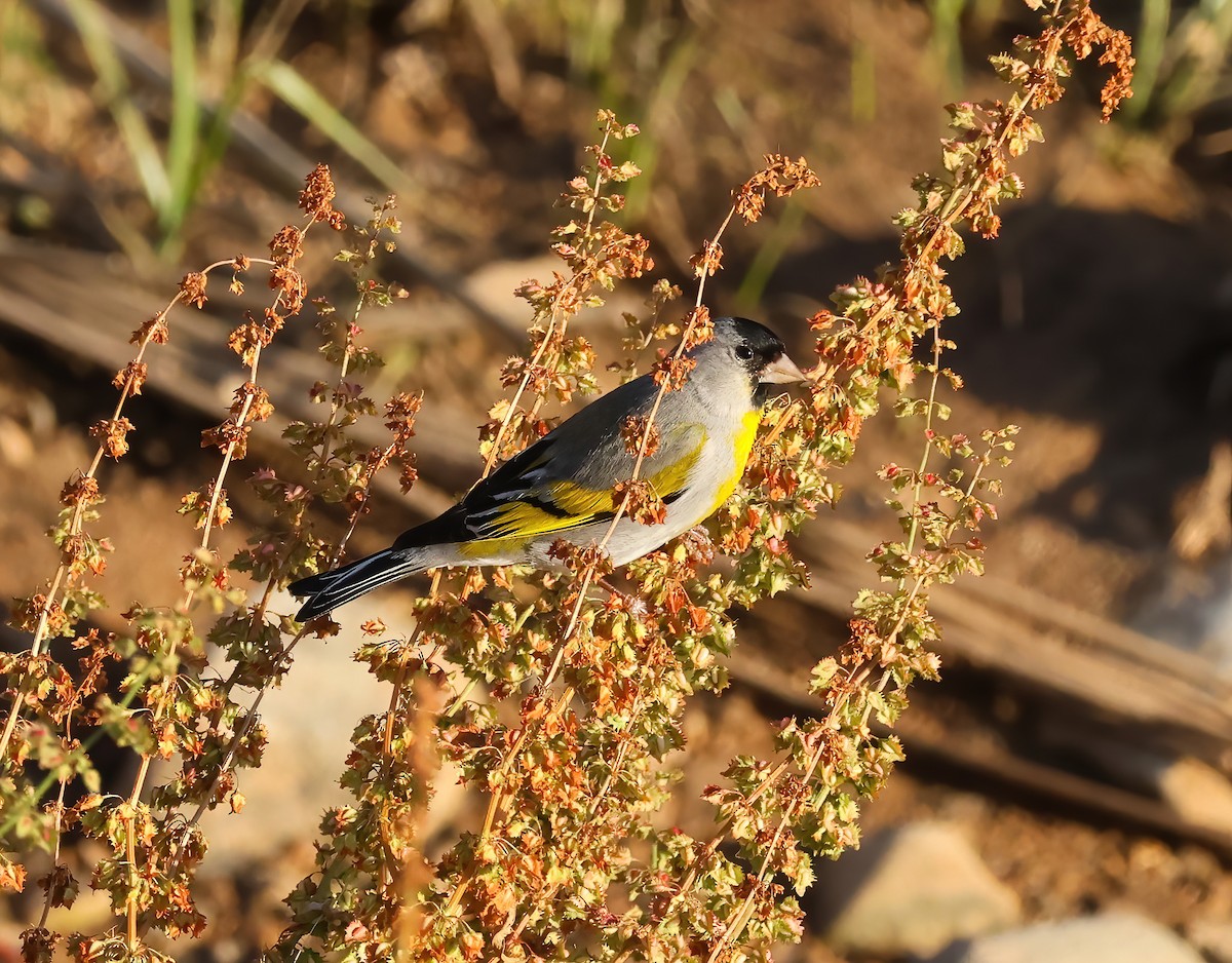 Lawrence's Goldfinch - Tom Benson