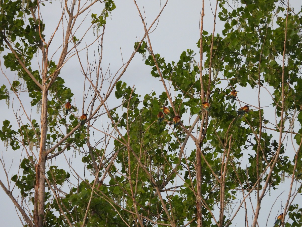 European Bee-eater - ML618487900