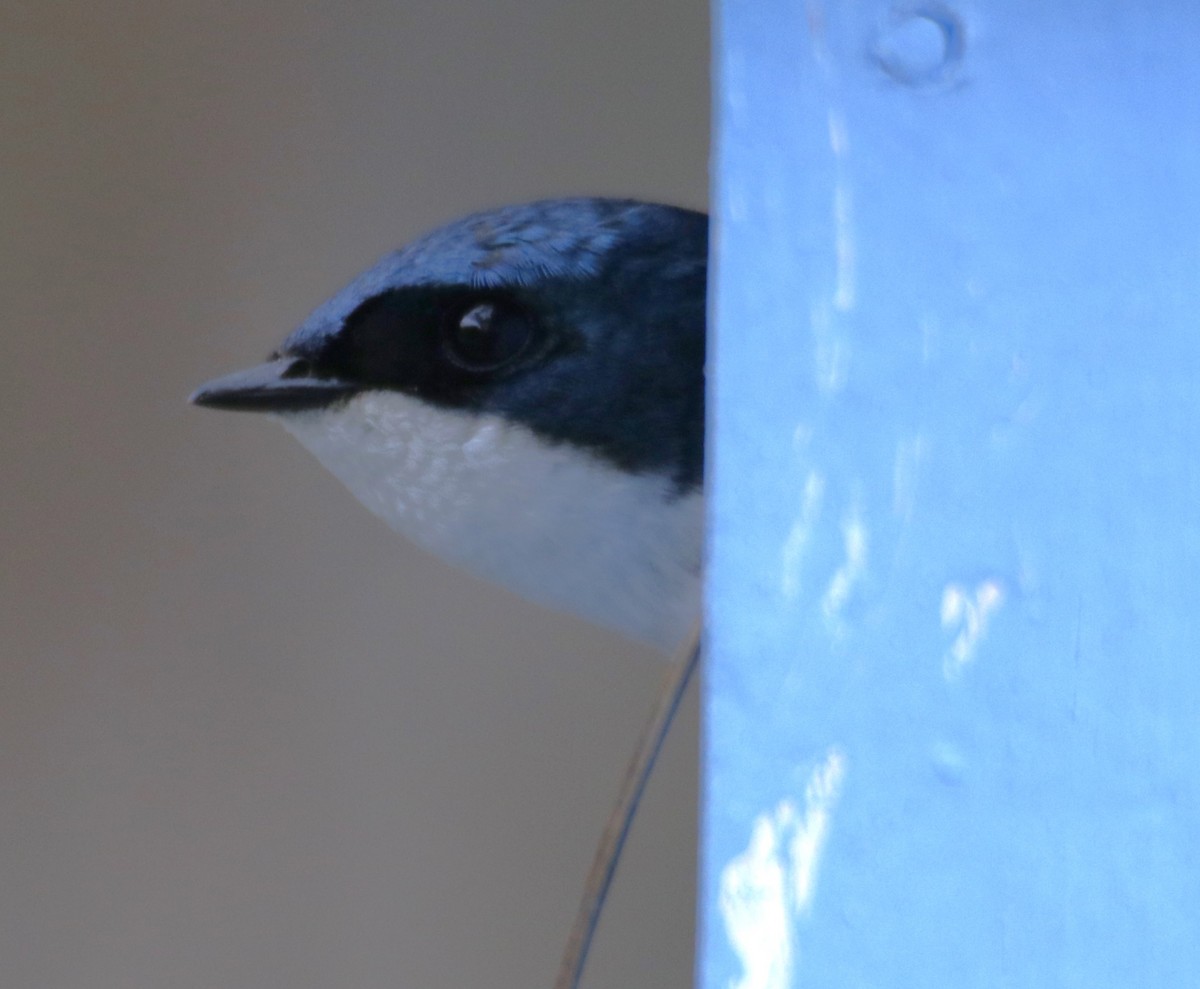 Tree Swallow - Barry Spolter