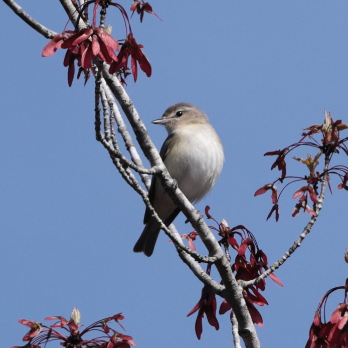 Warbling Vireo - ML618487908