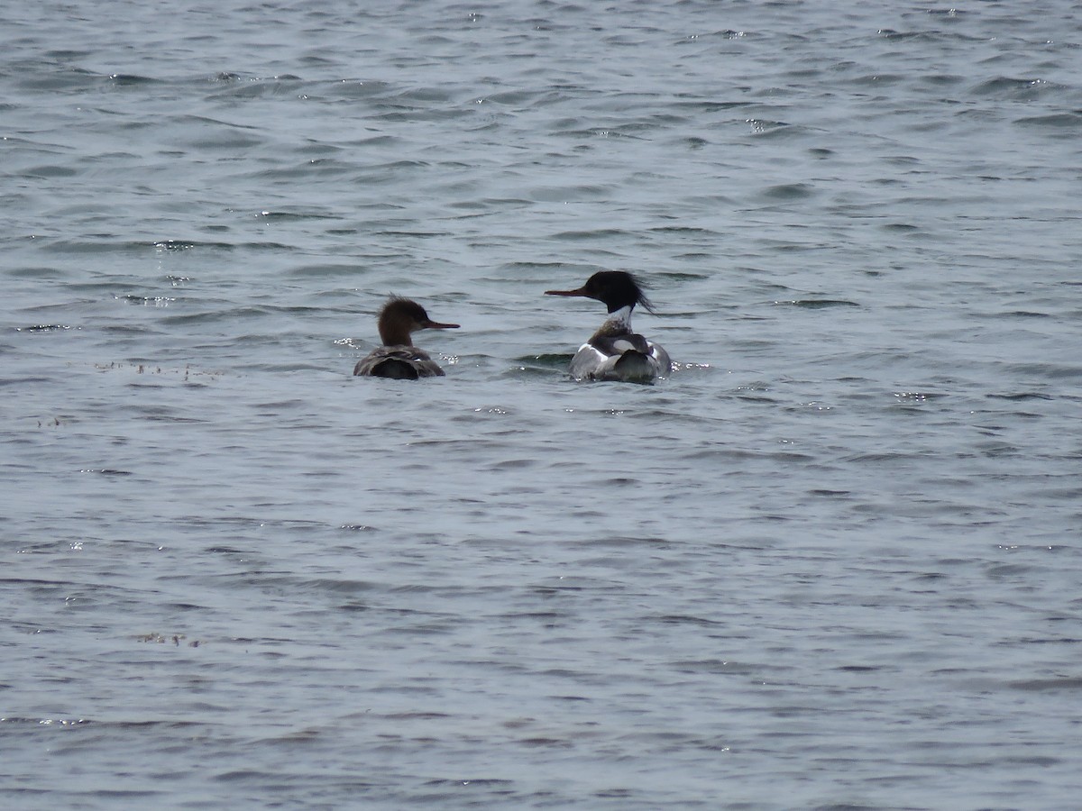 Red-breasted Merganser - ML618487920