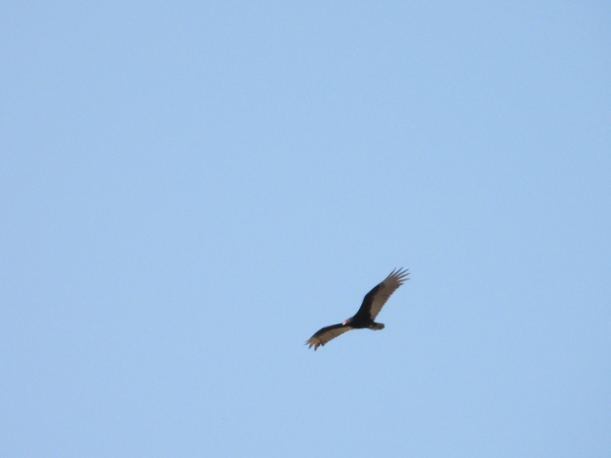 Turkey Vulture - ML618487964