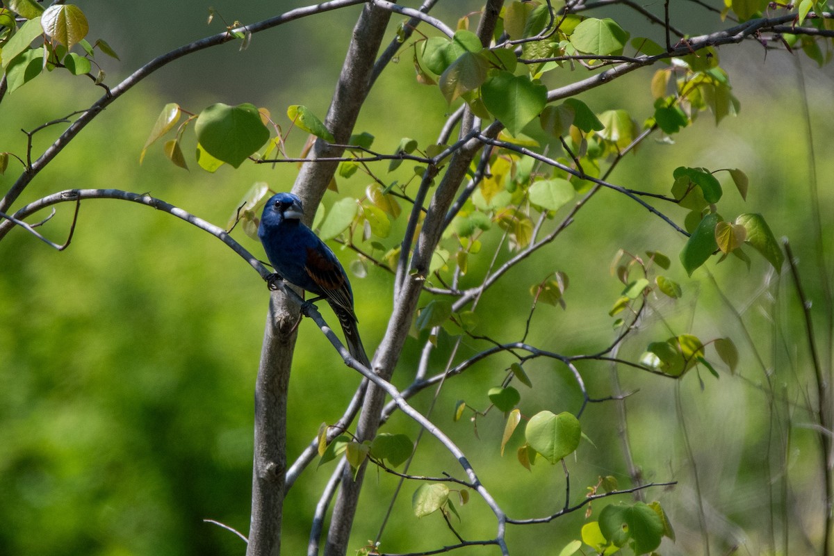 Blue Grosbeak - Candice Lowther