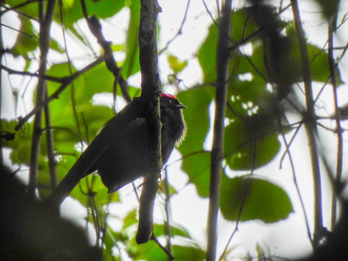 Lance-tailed Manakin - Wilson Ortega