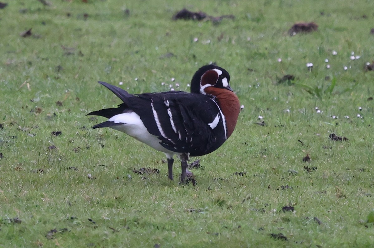 Red-breasted Goose - jaap eerdmans