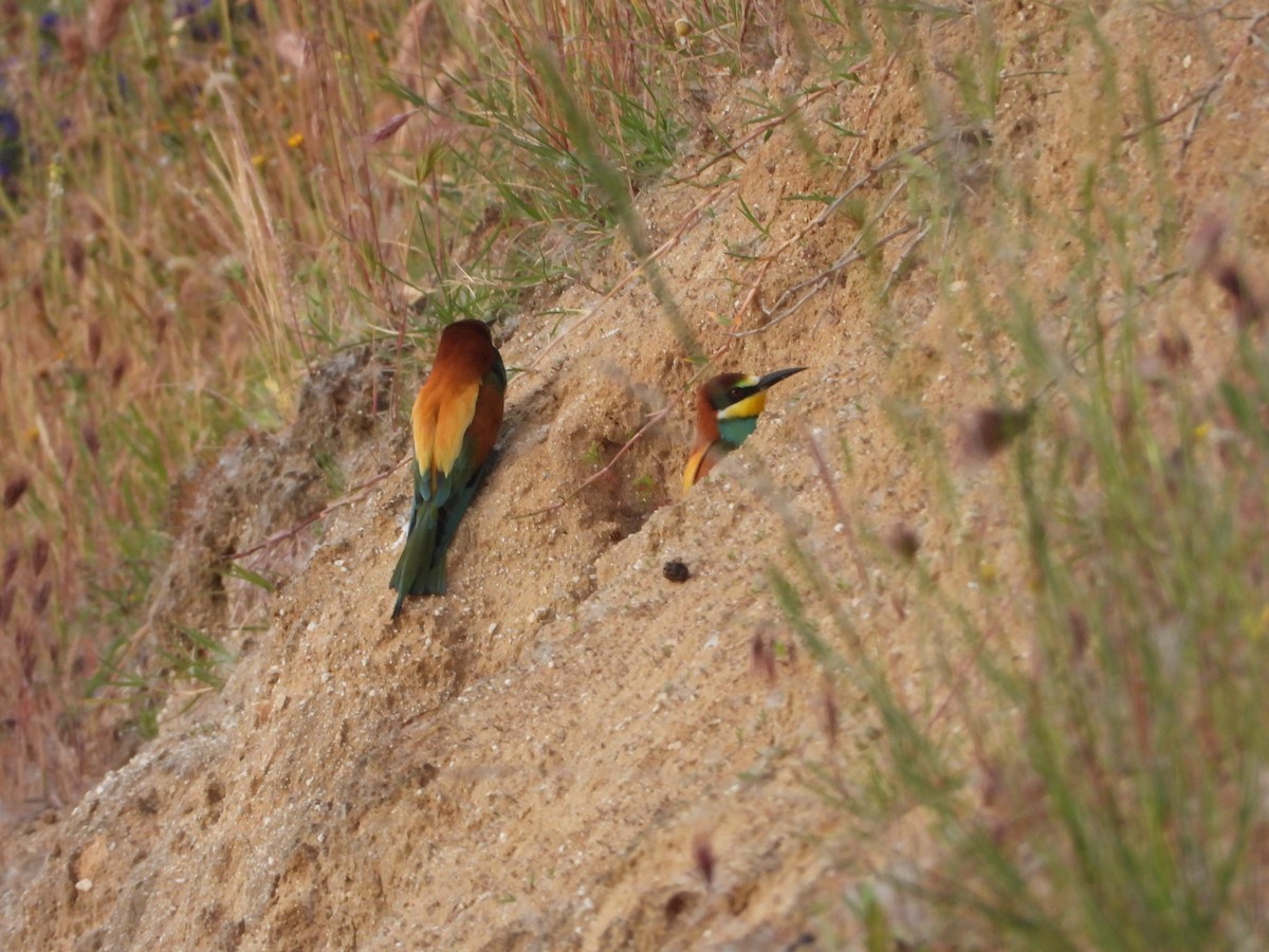 European Bee-eater - ML618487986