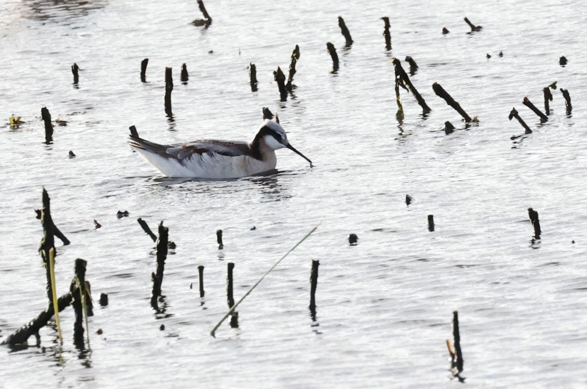 Wilson's Phalarope - ML618487990