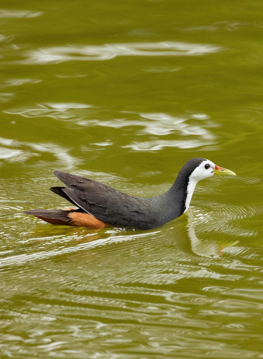 White-breasted Waterhen - ML618487994