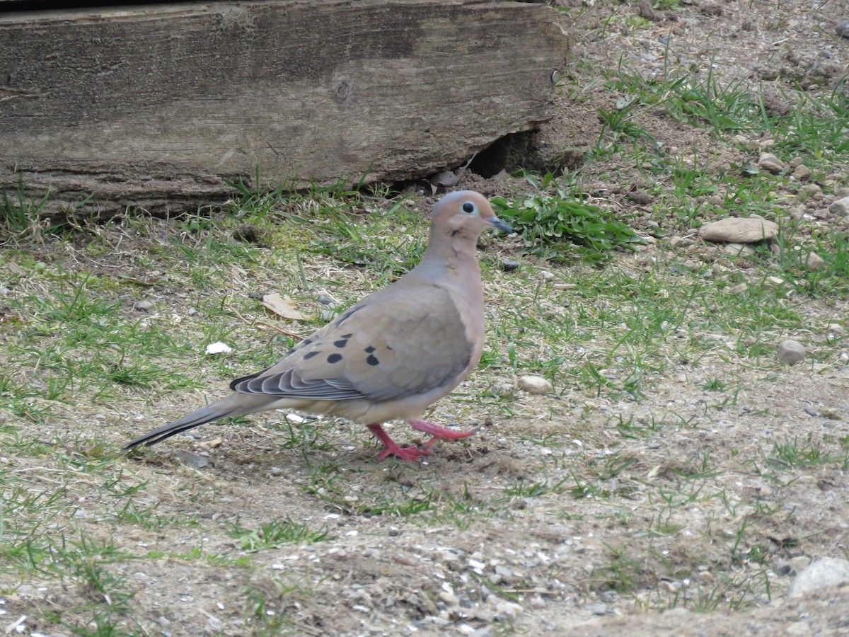 Mourning Dove - ML618487998