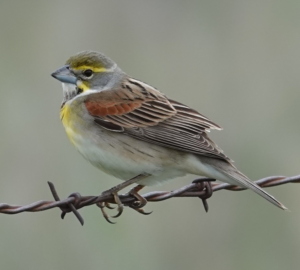 Dickcissel - ML618488000