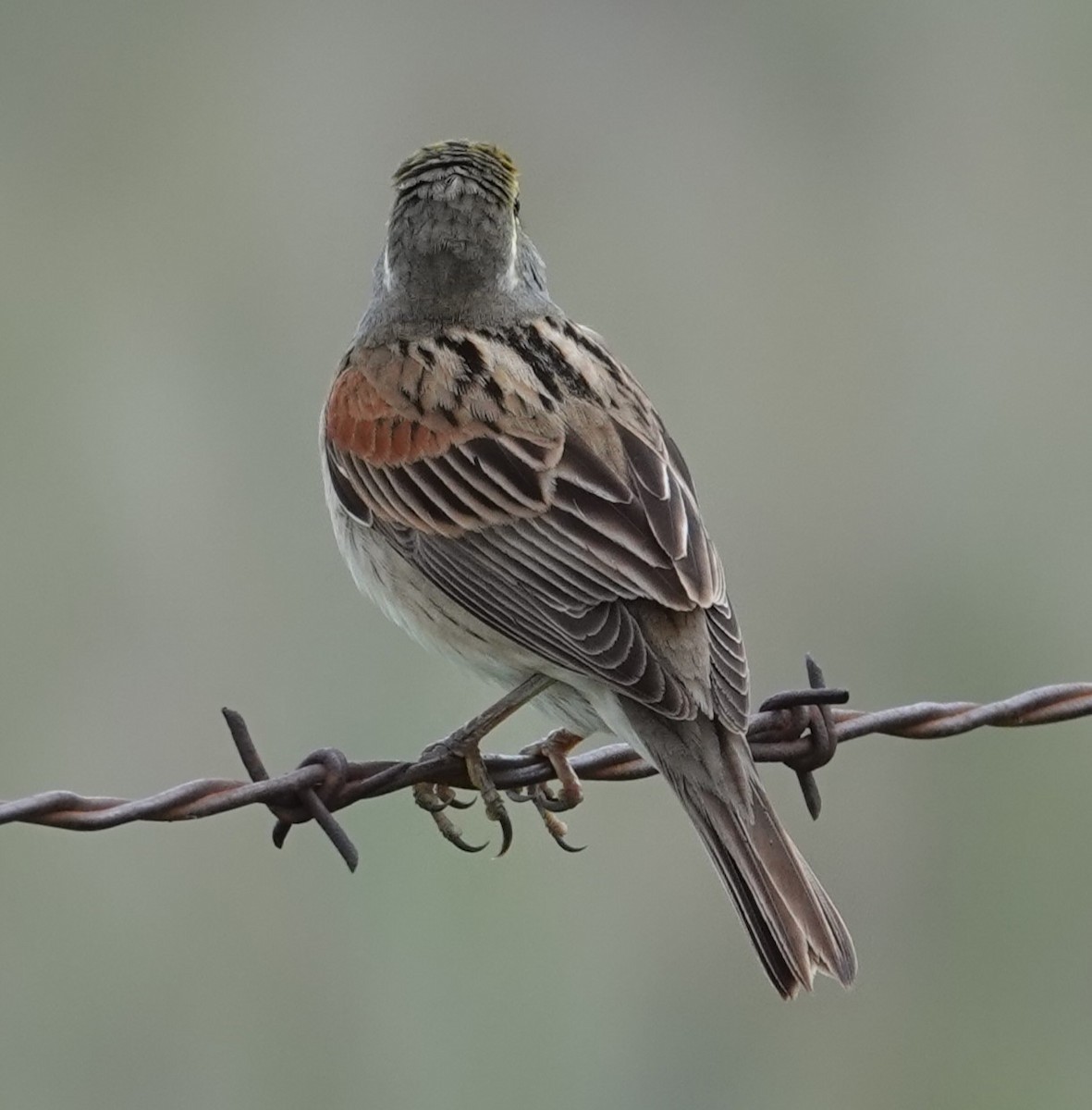 Dickcissel - Mark Robbins