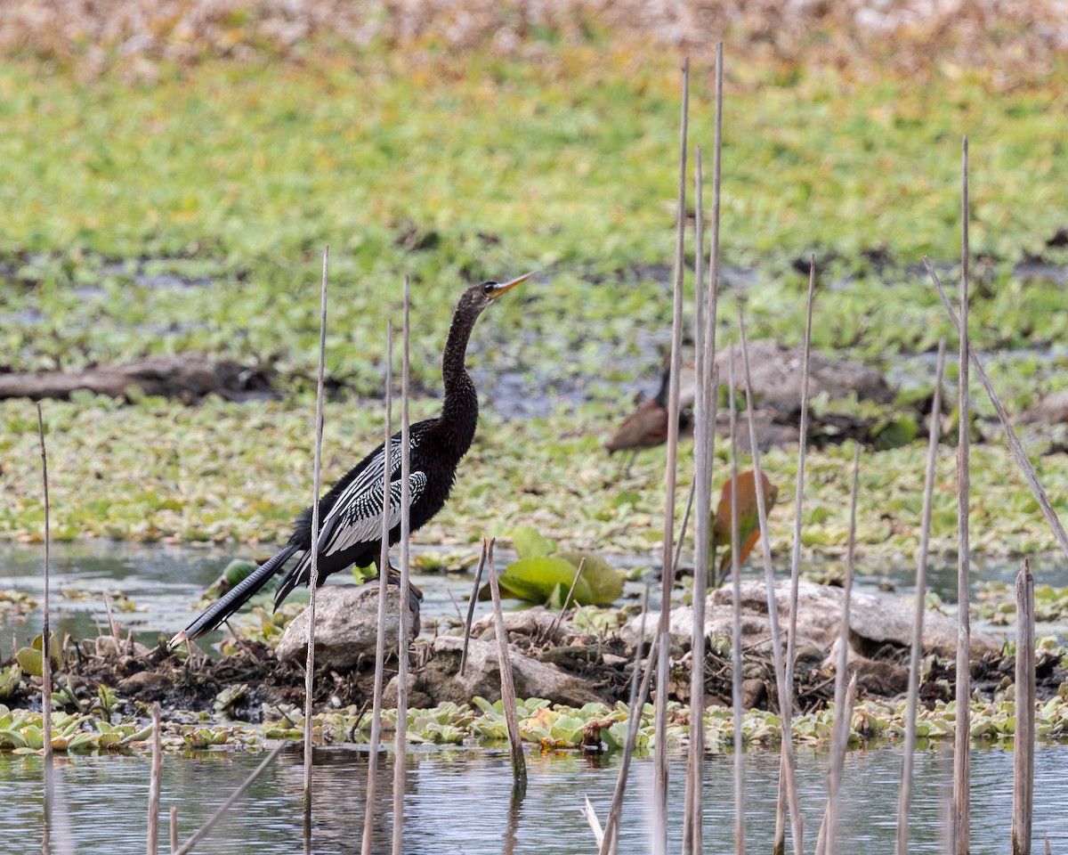 Anhinga Americana - ML618488019